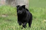 SCHIPPERKE 760